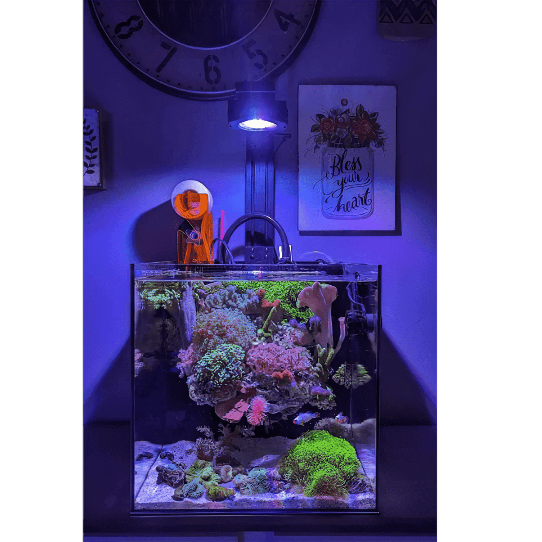🌊 LPS vs SPS vs Soft Corals: Which is Right for Your Tank?