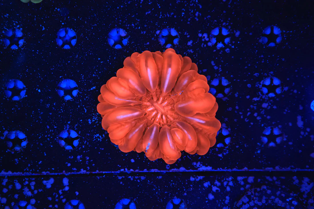 GS Red Cynarina