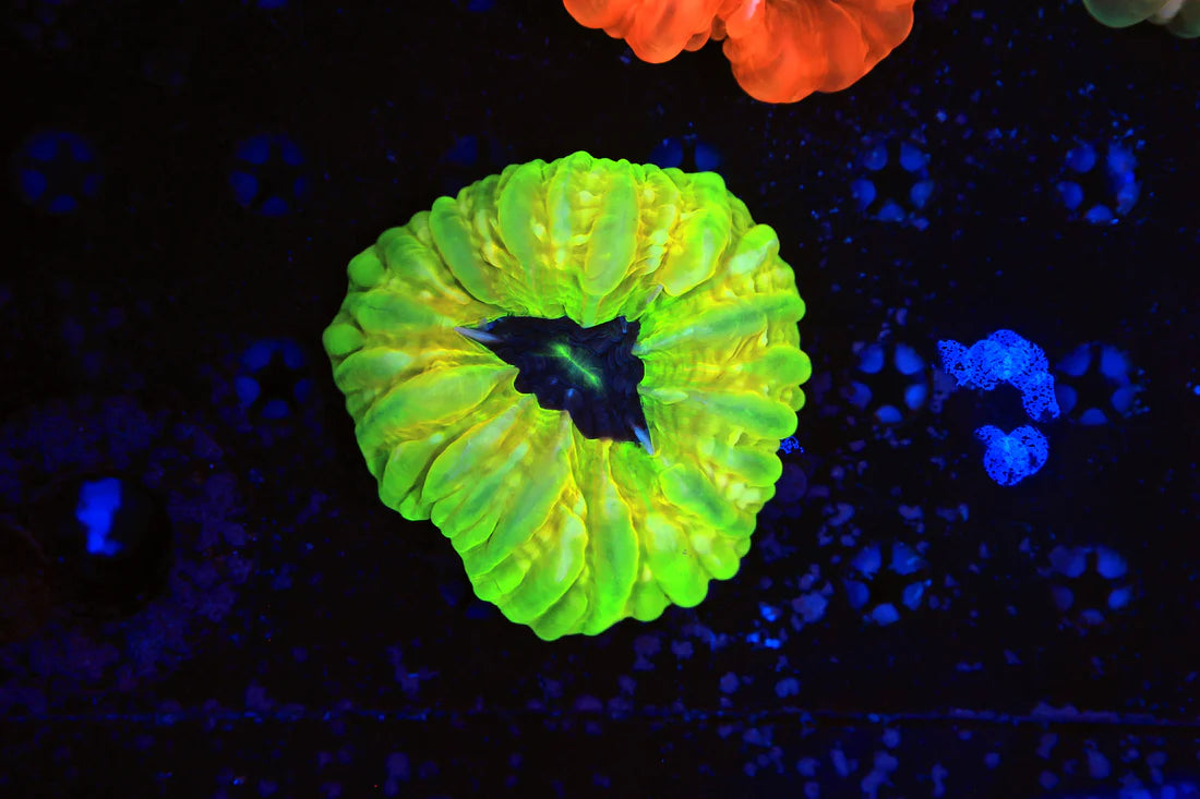 Cynarina Coral