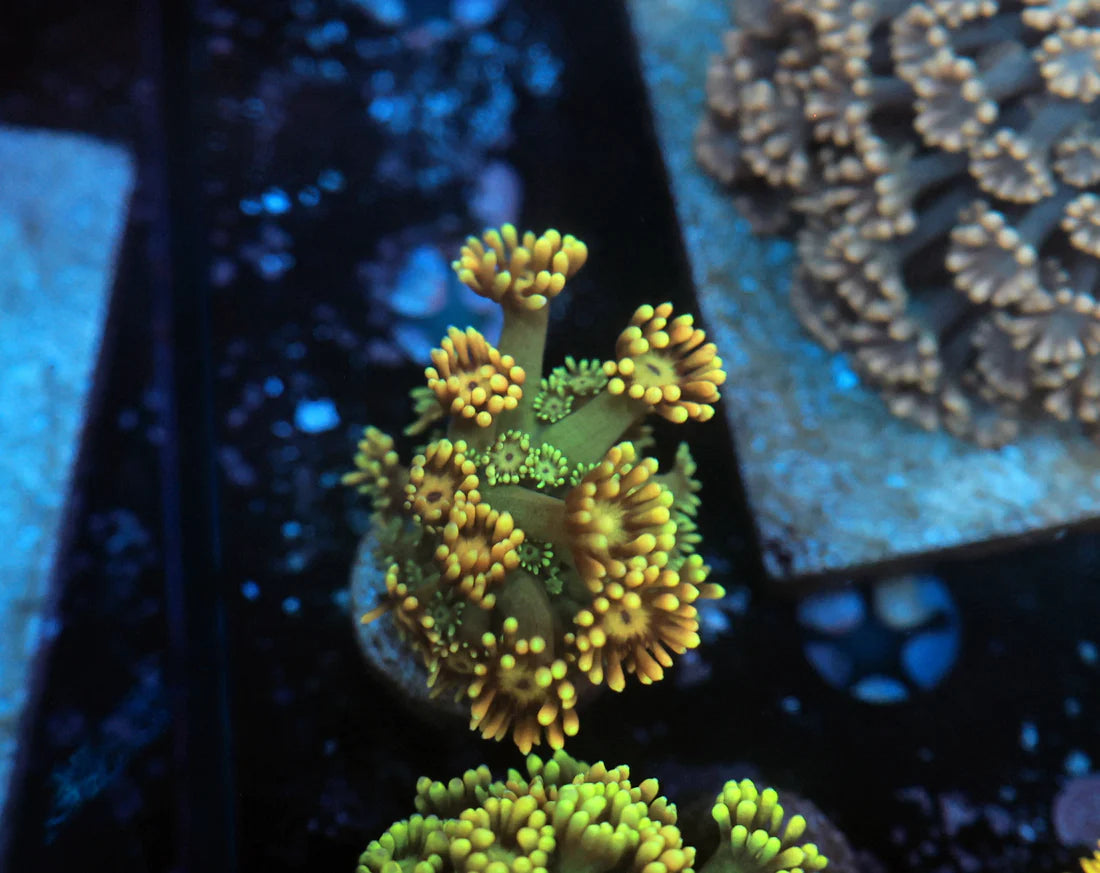 Goni Coral
