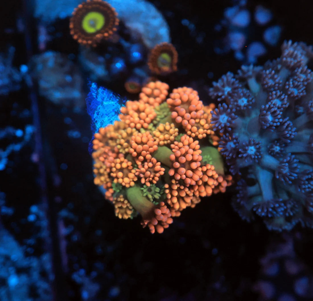GS Everlasting Gobstopper Goni