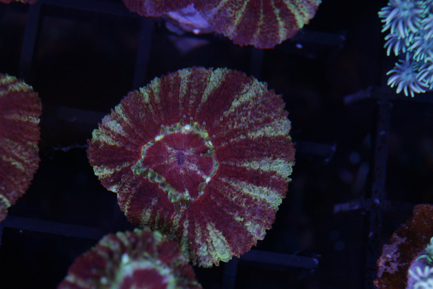 Asian Acan