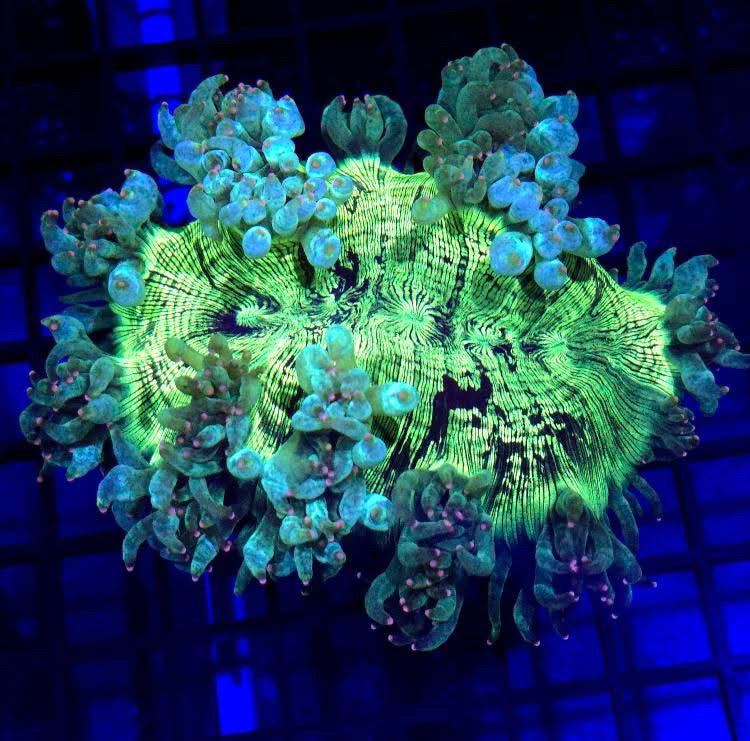 GS Pink Tip Elegance Coral product image