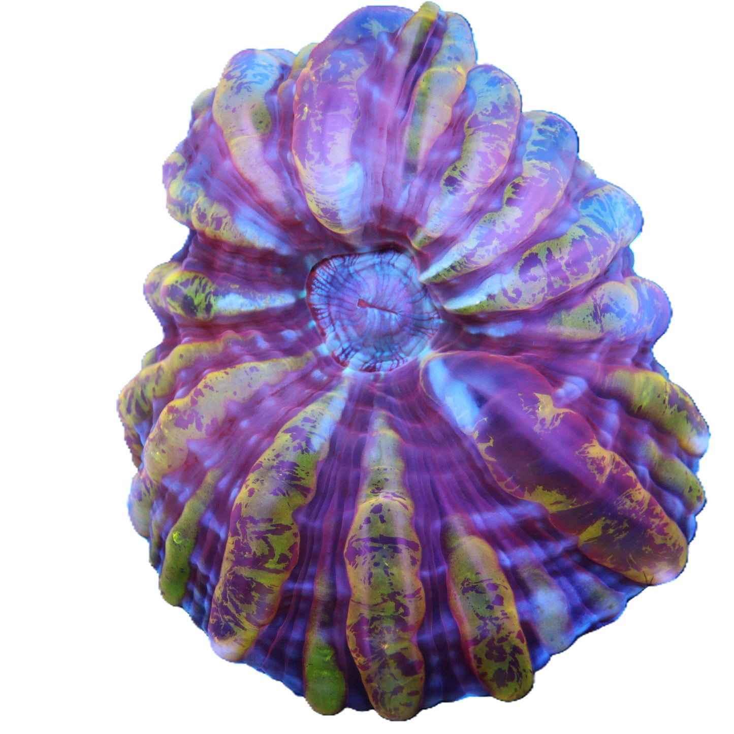GS Goldilocks Cynarina 2 inch product image