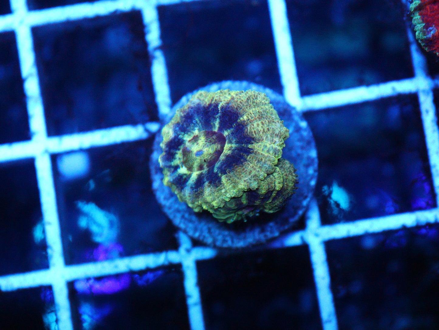 ASIAN ACAN