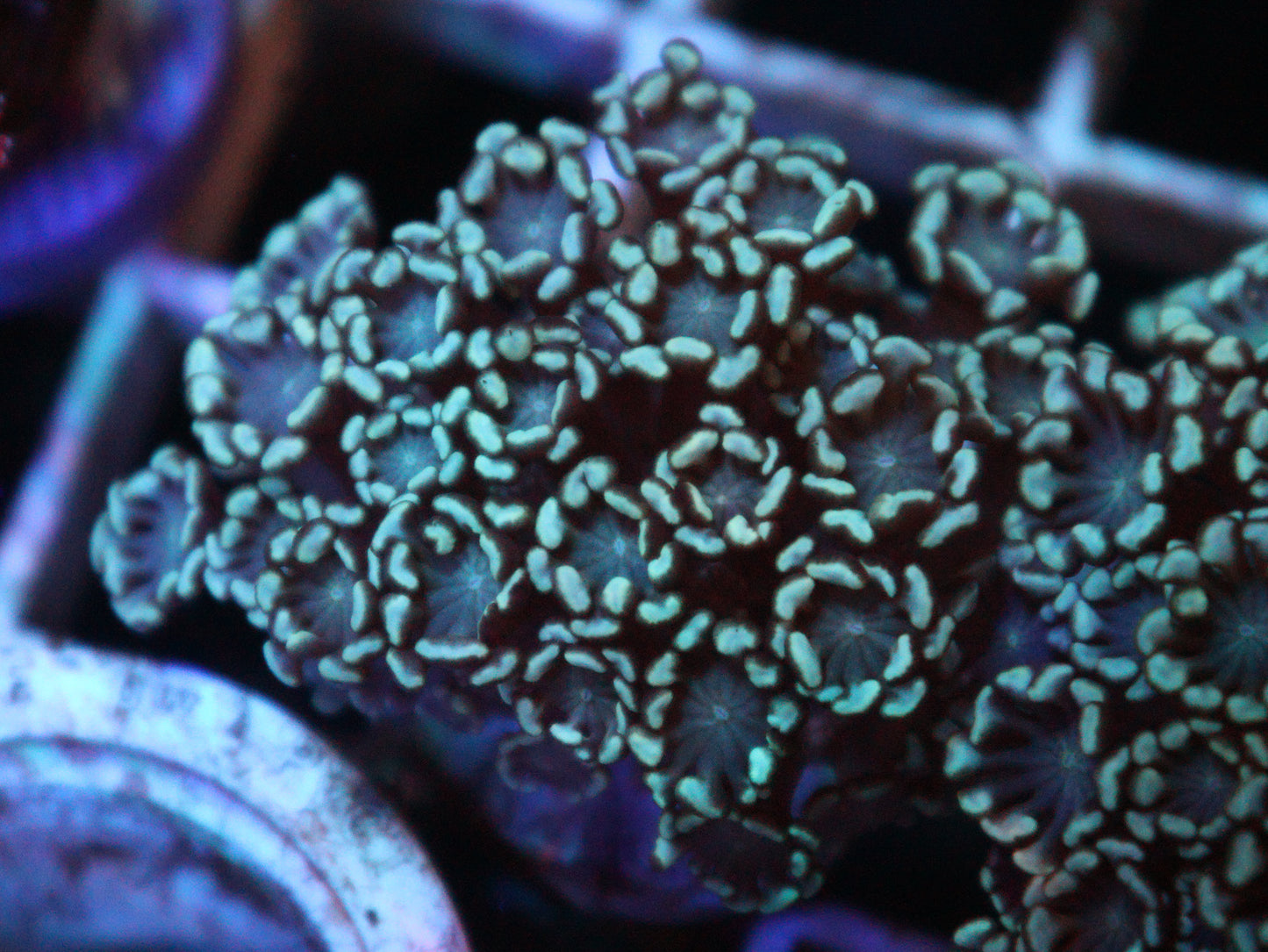 GS Lily Pad Alveapora
