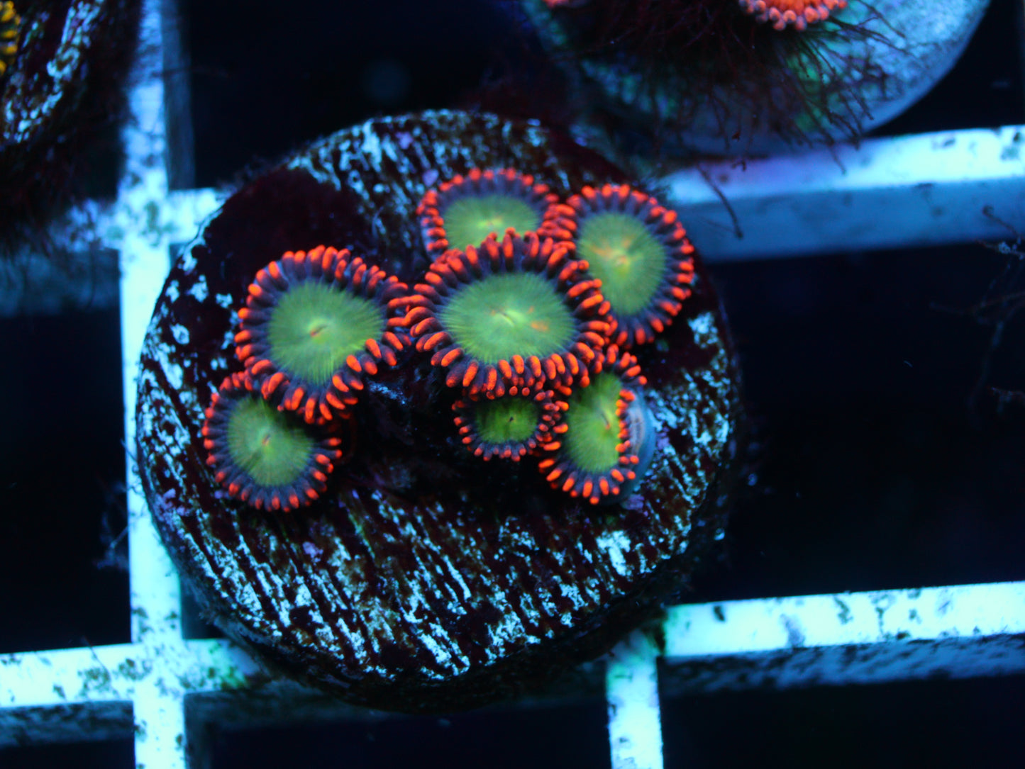 Goblins On Fire Zoanthids