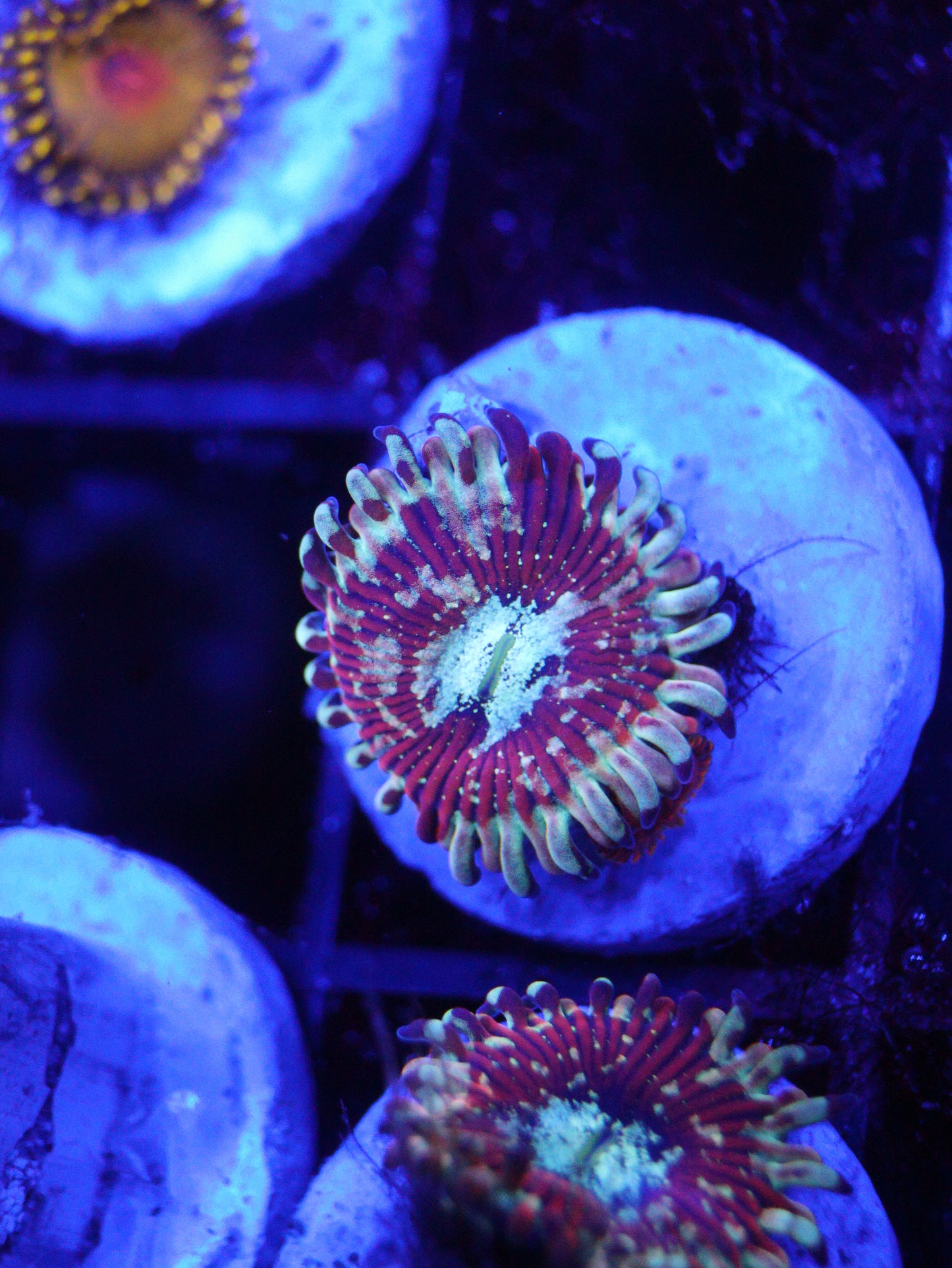 GS Magician / Salted Agave Morph Zoa