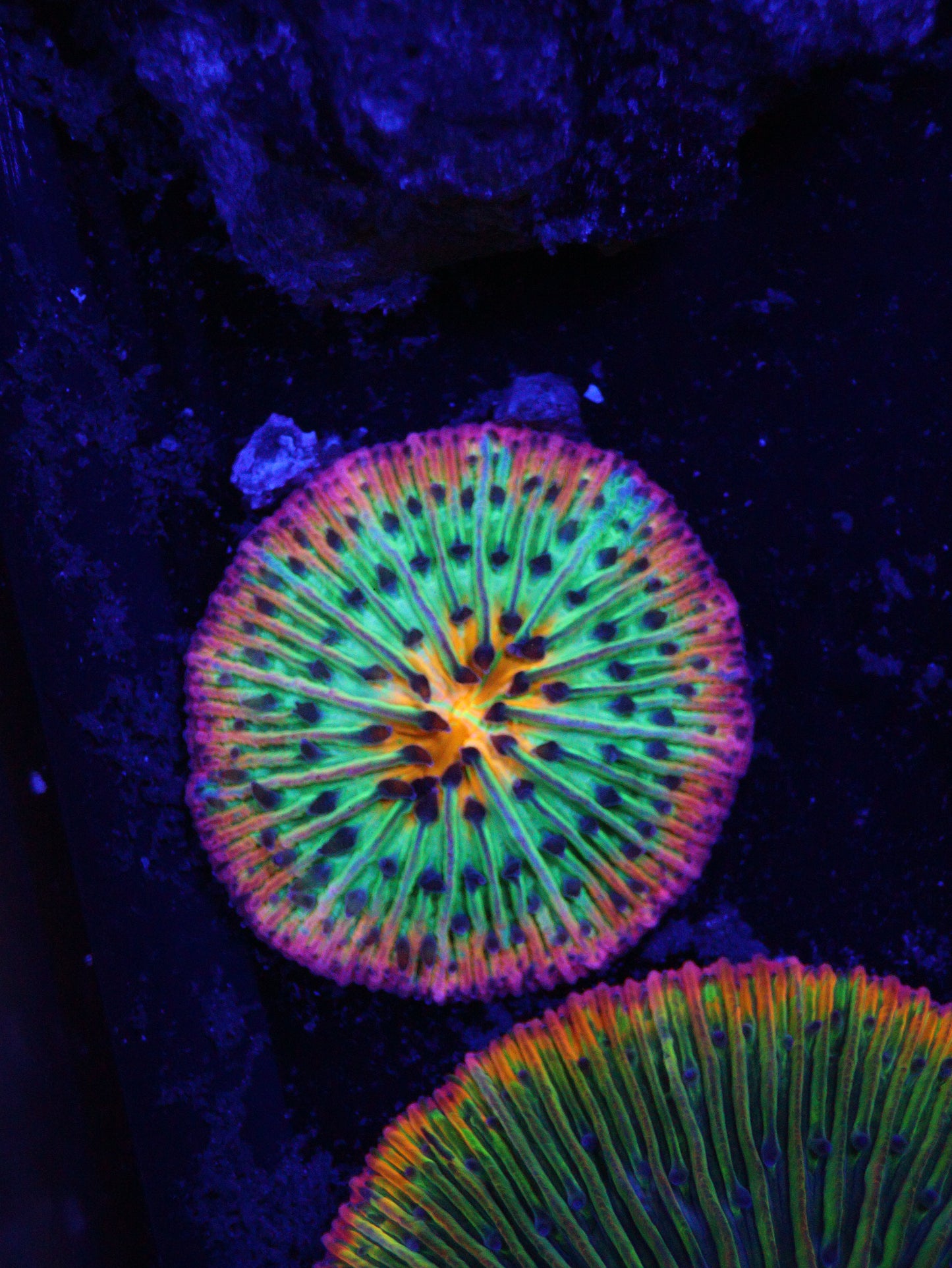 Rainbow Fungia 1.5 inch