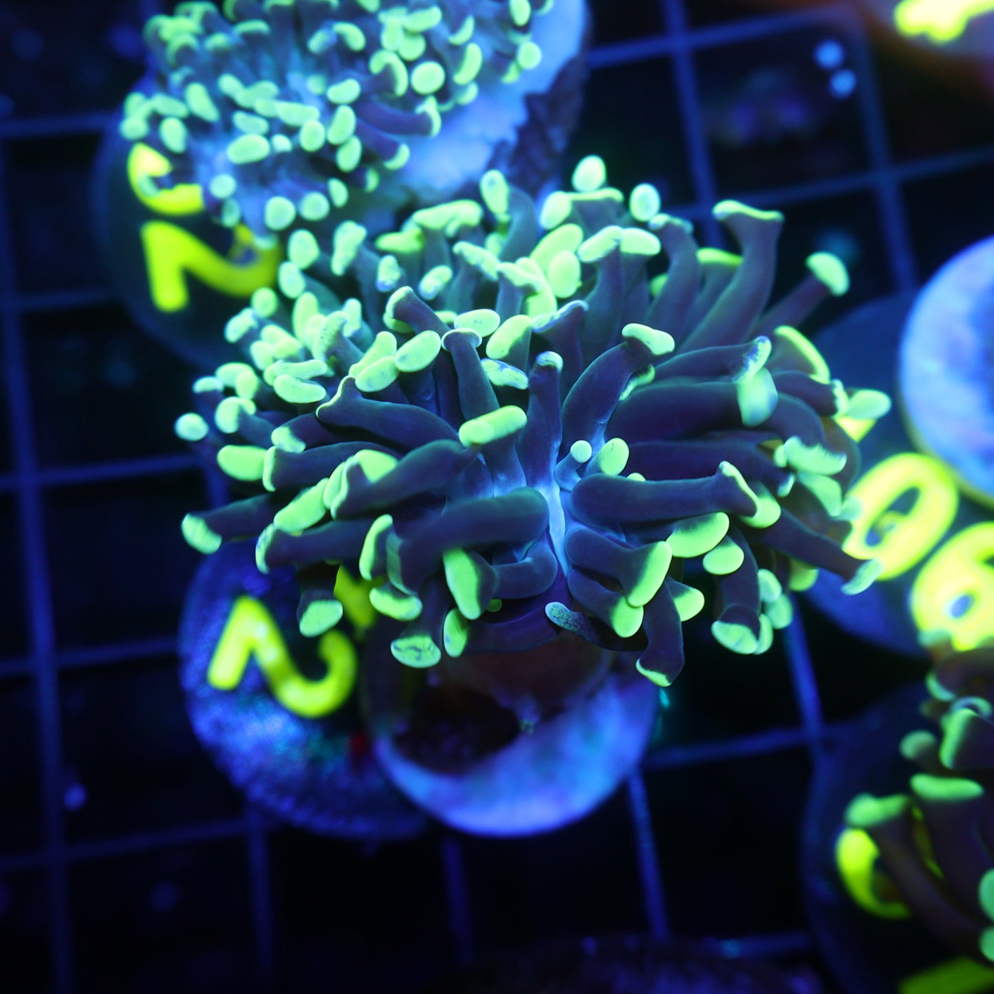 GS Green Hammer (#72)