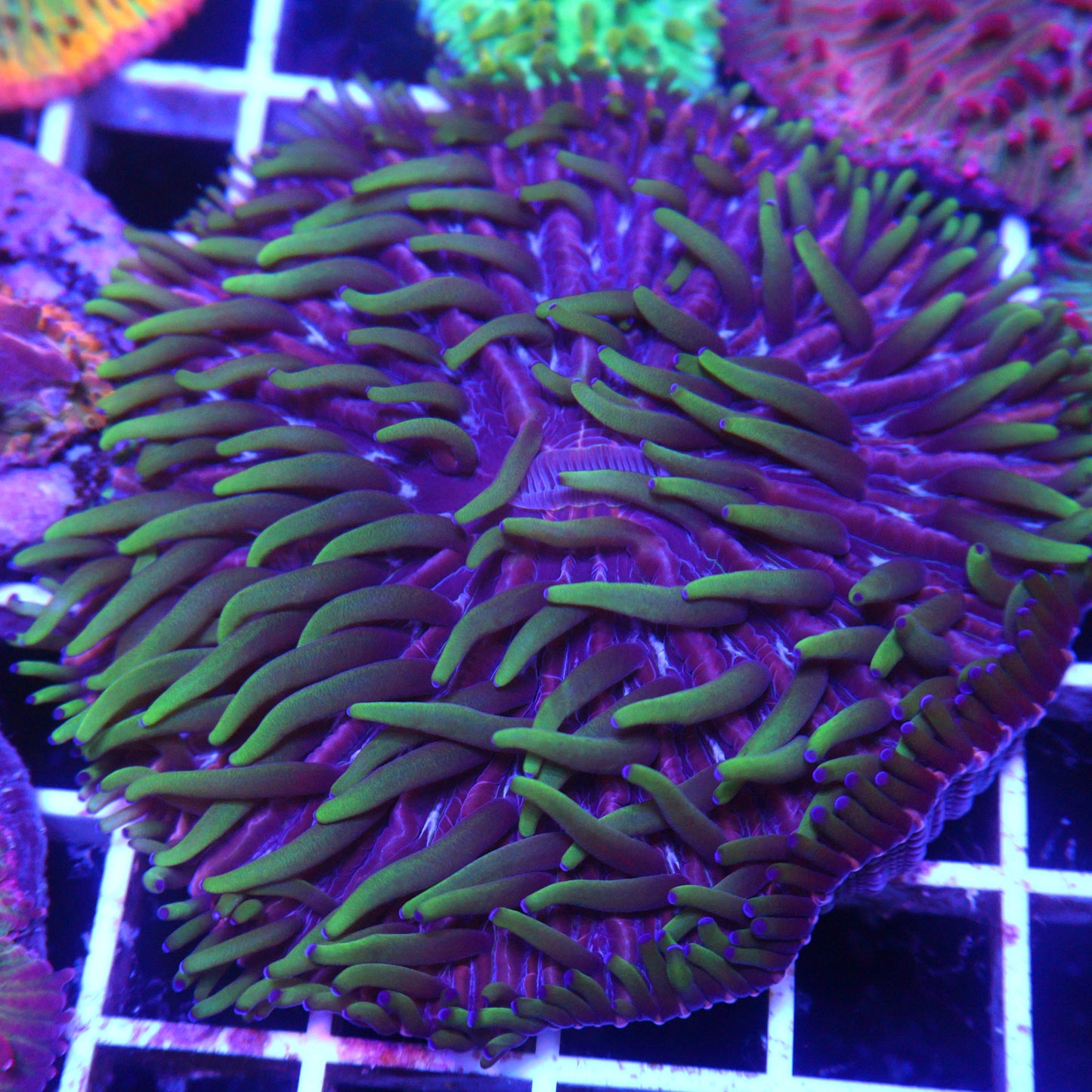 GS Swamp Puppy Fungia (Large - 3")