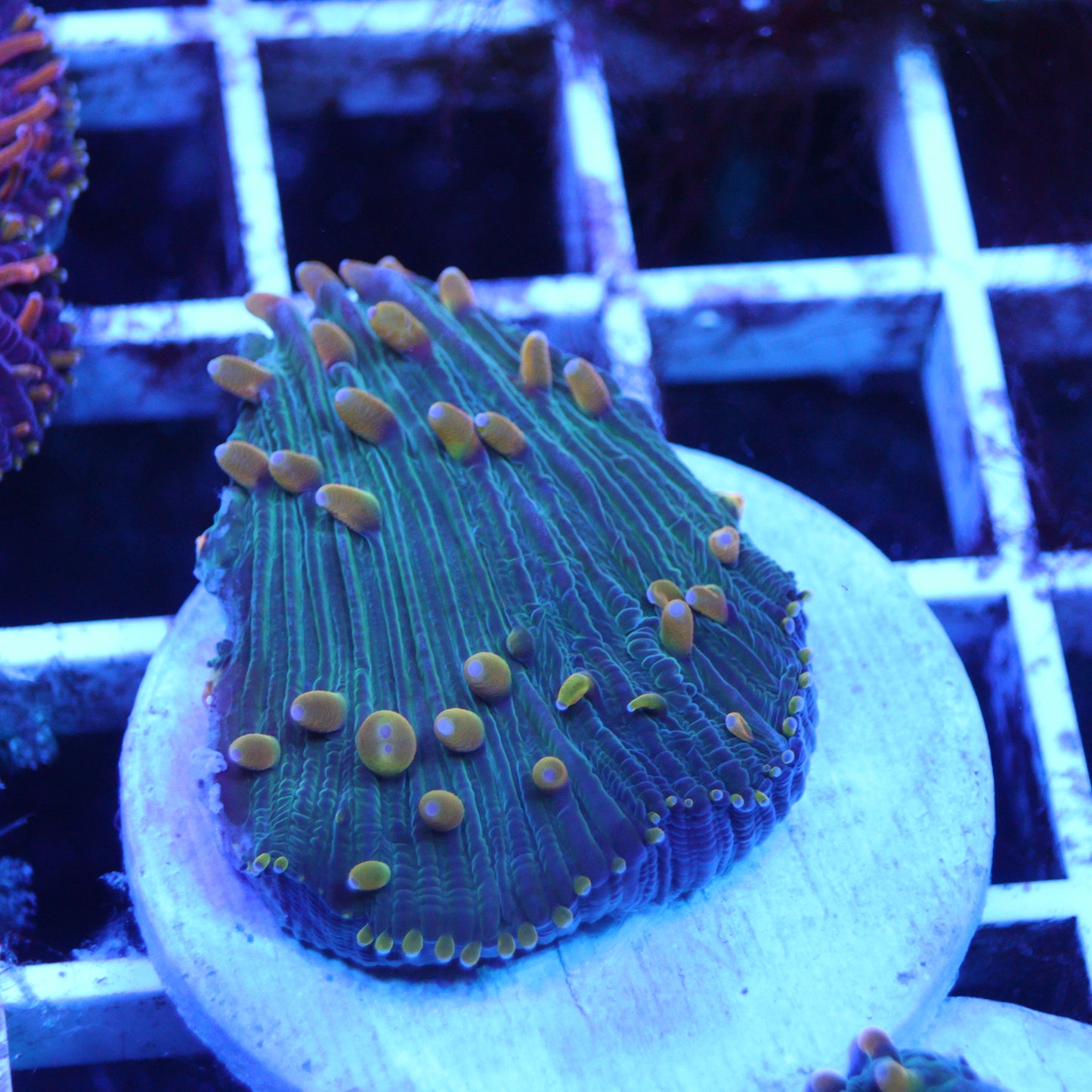 GS Yellow Fever Diaseris Plate