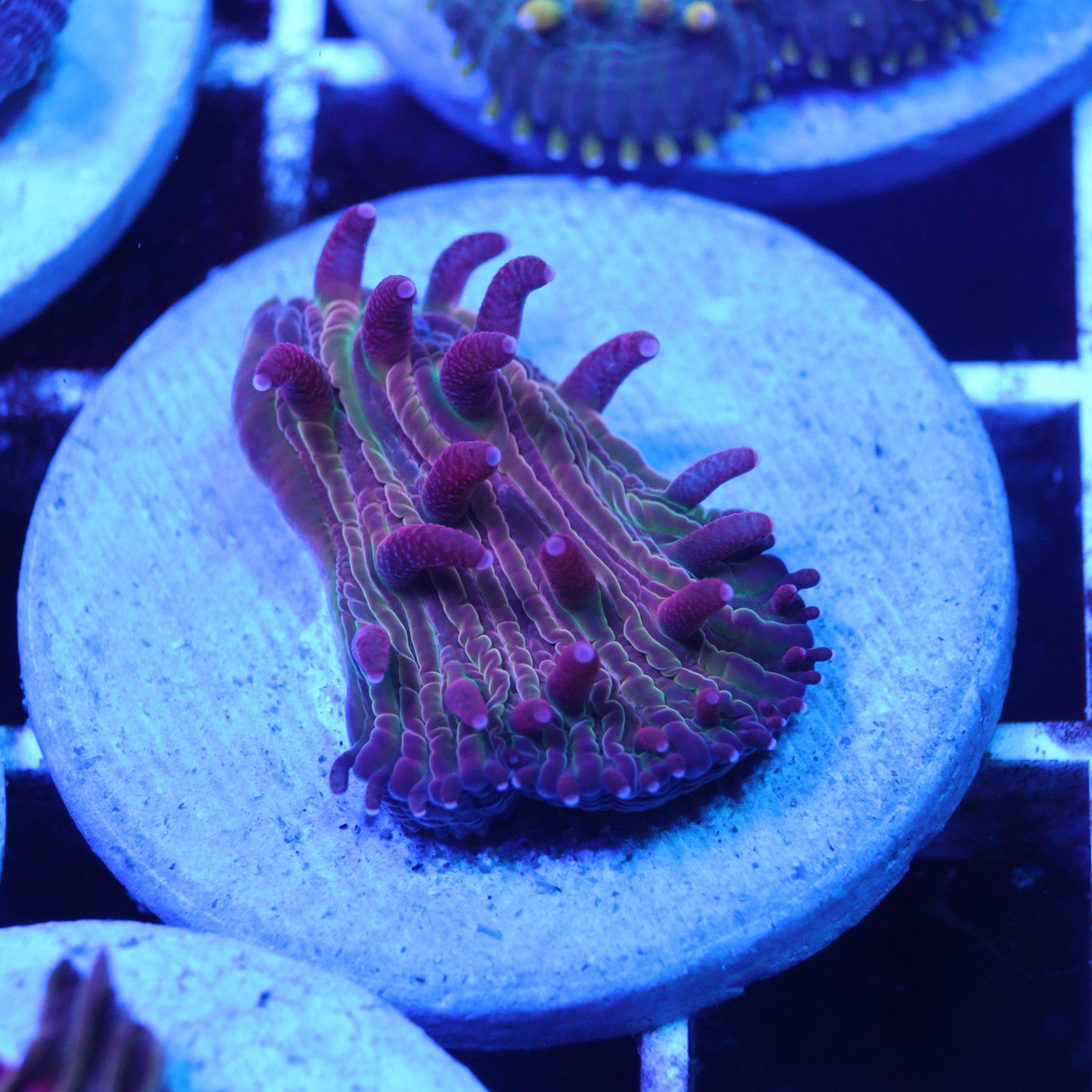 GS Rainbow Sherbert Diaseris Plate