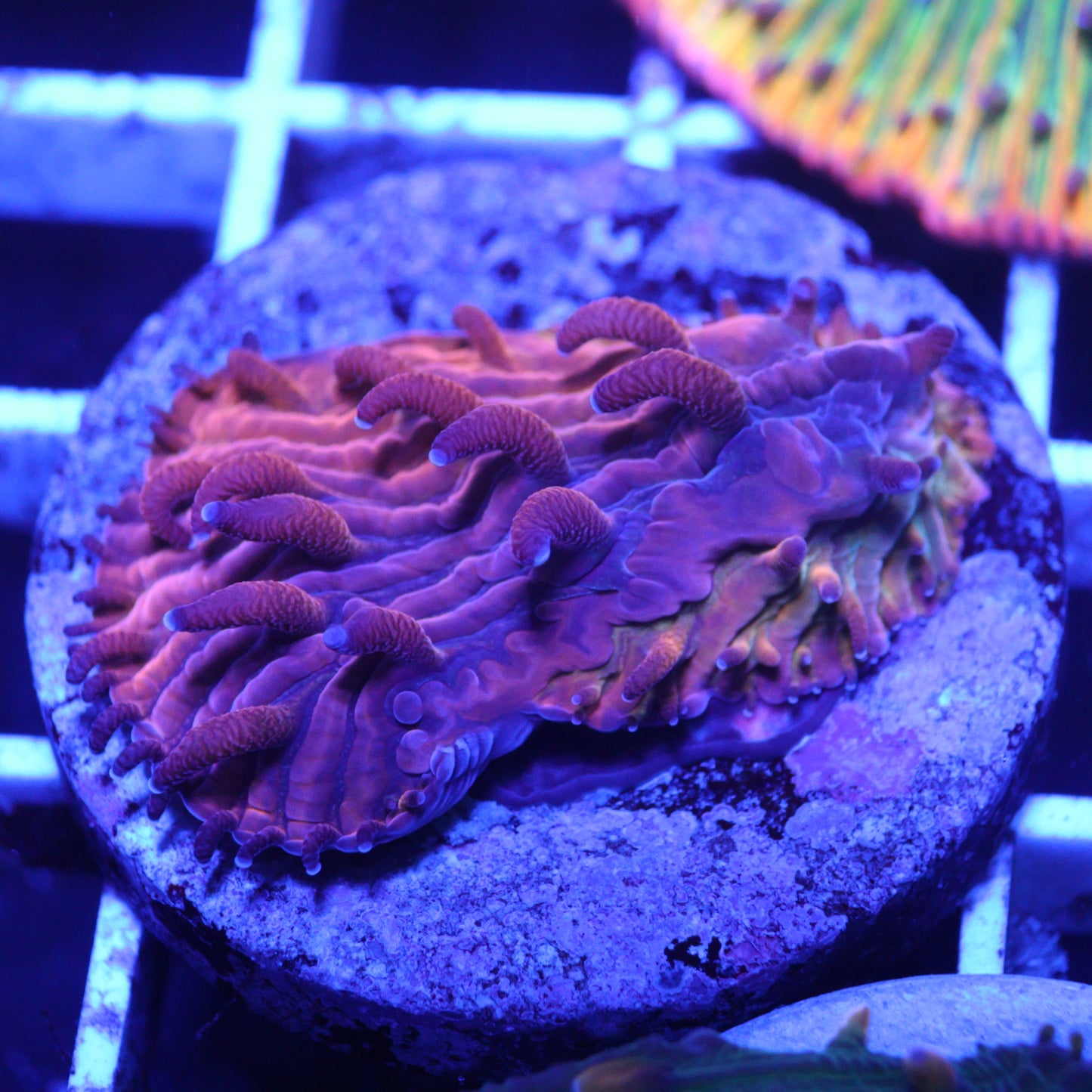 GS Molten Lava Diaseris Plate