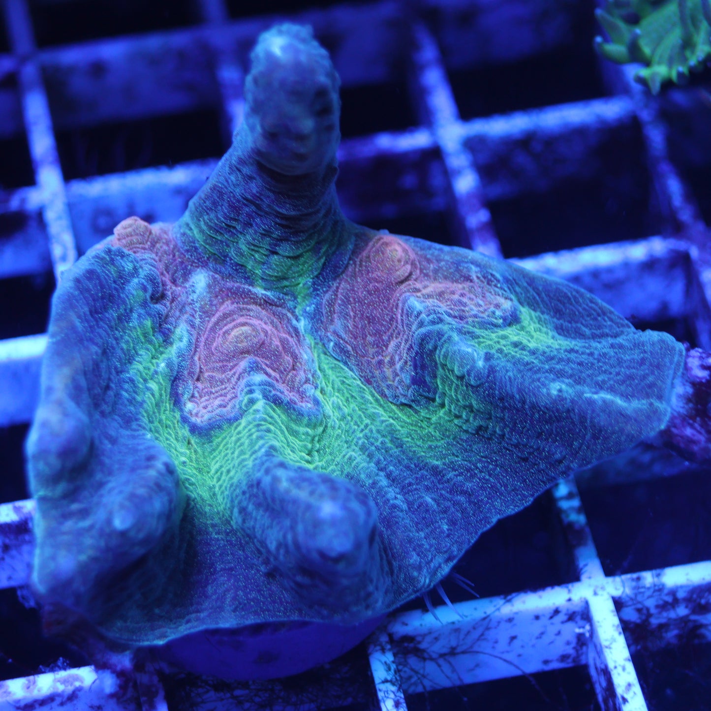 GS Tomb Raider Pectinia