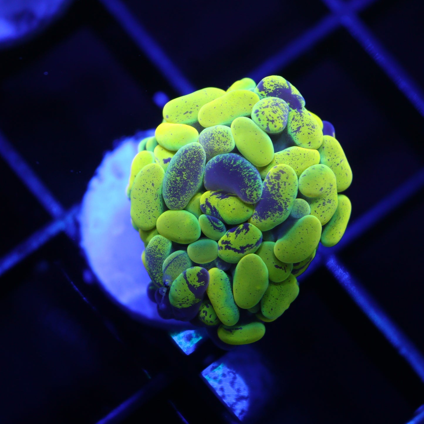 GS True Yellow Splatter Hammer