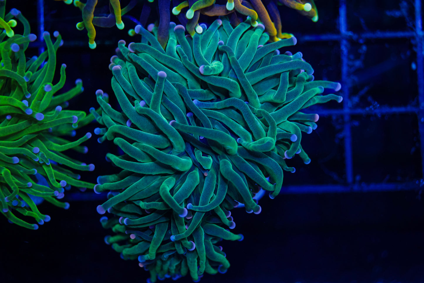 Indo Bicolor Tip Green Torch