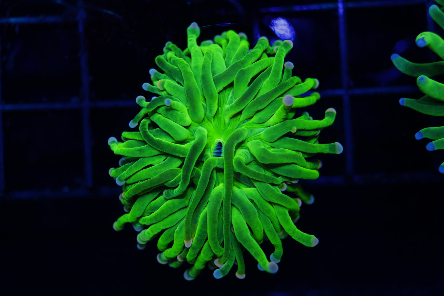 Indo Bicolor Tip Green Torch #2