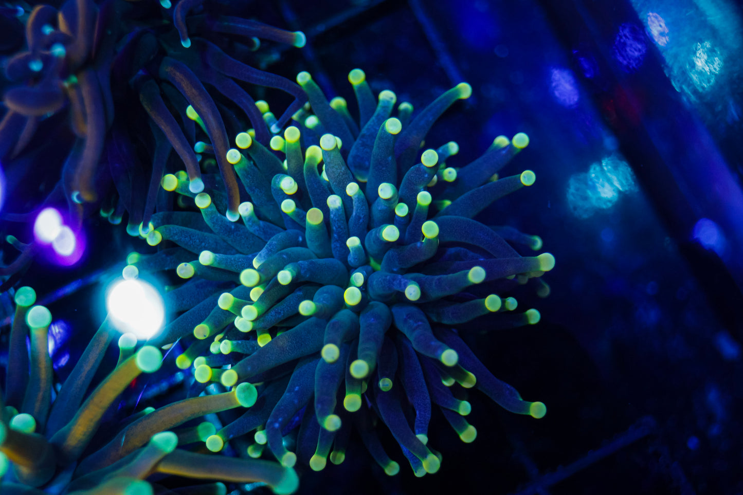 Indo Black Light Torch