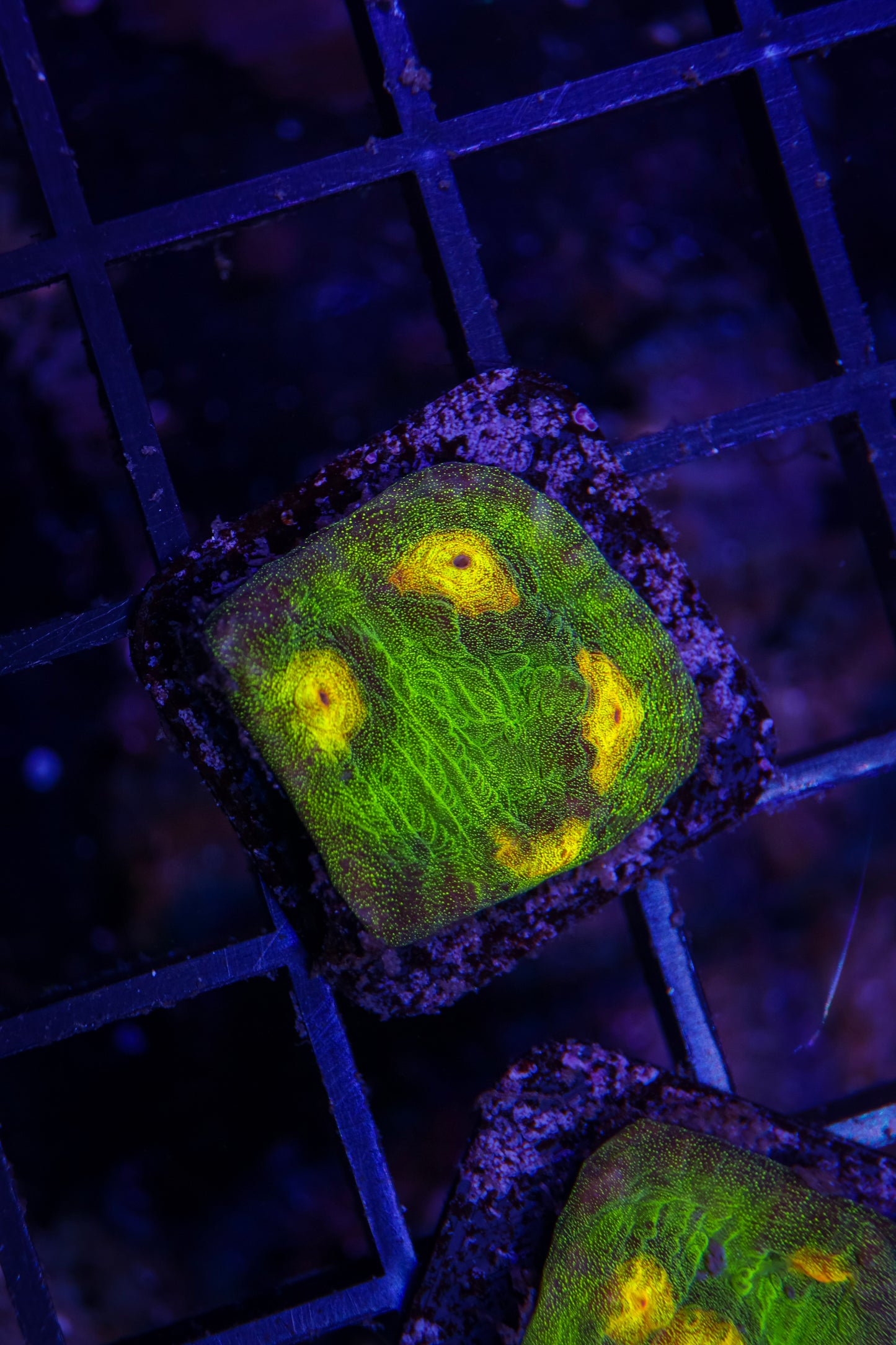 Raja Rampage Chalice