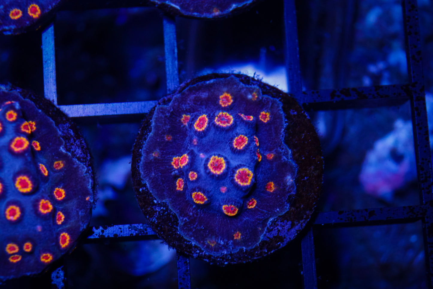 Biohazard Cyphastrea