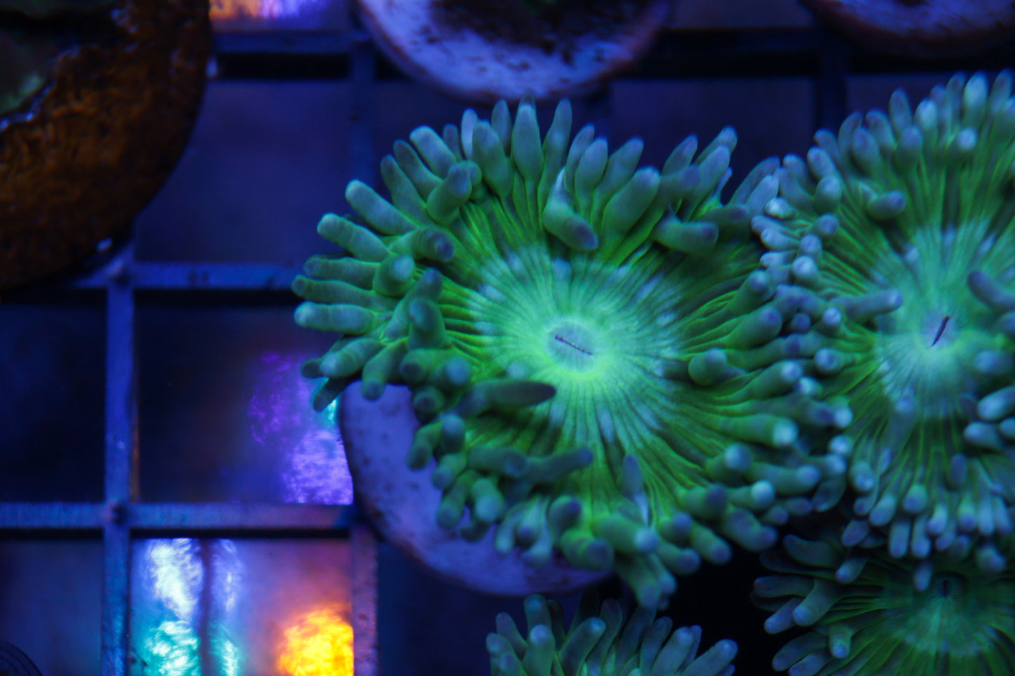 Aussie Duncan Coral 1p