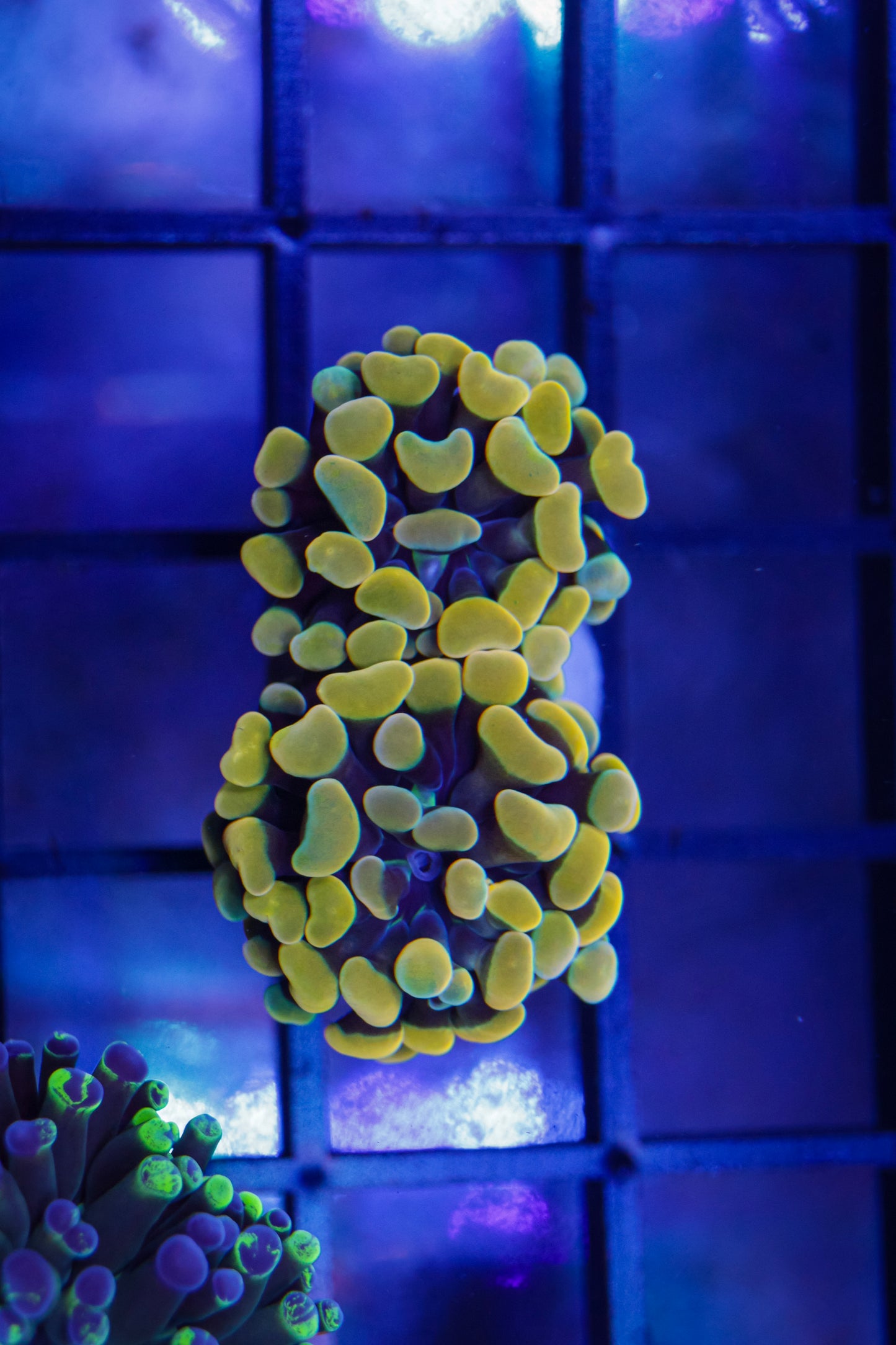 Gold Branching Hammer 2p