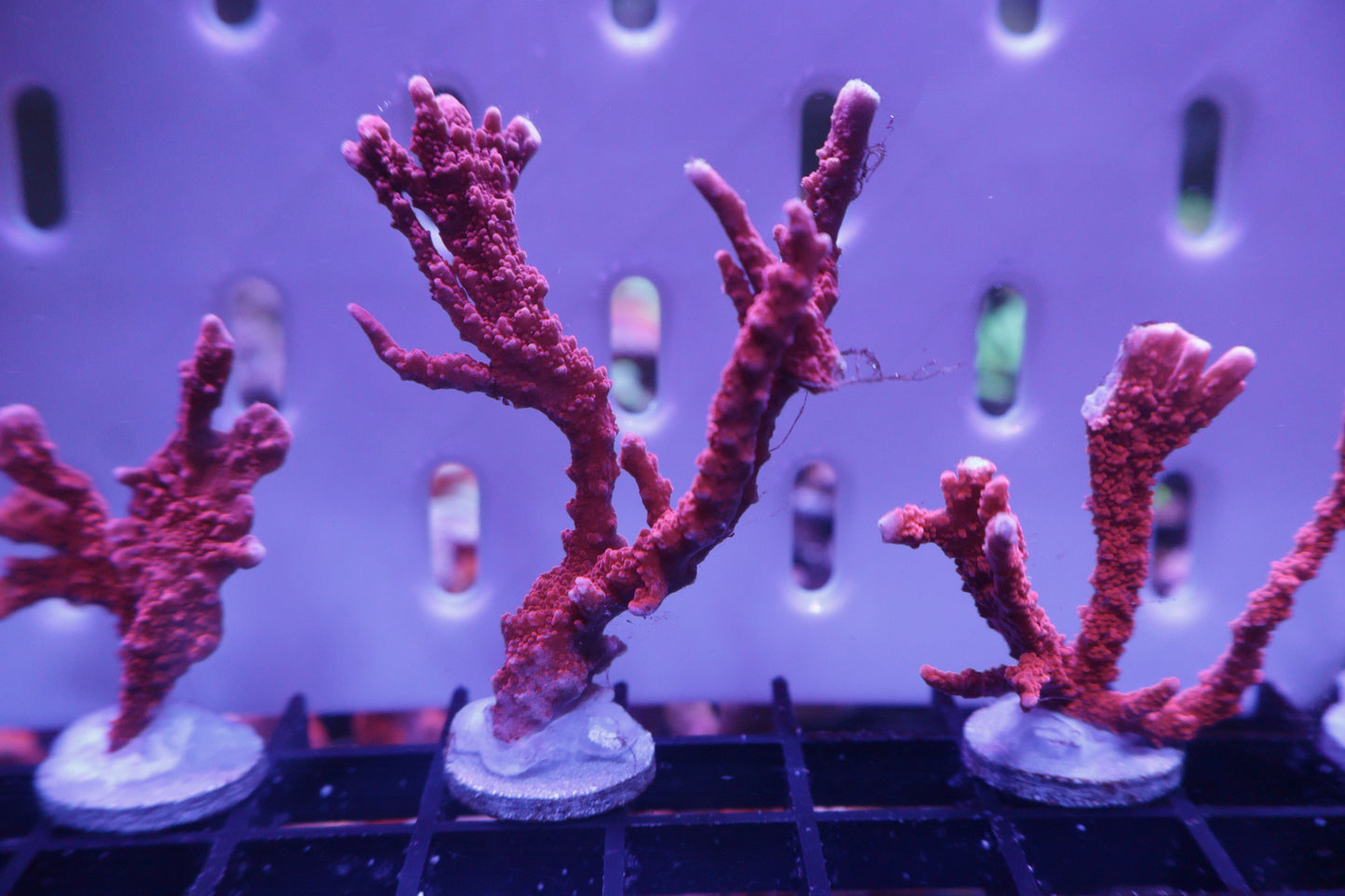 JF Firestarter Monti Hursuta