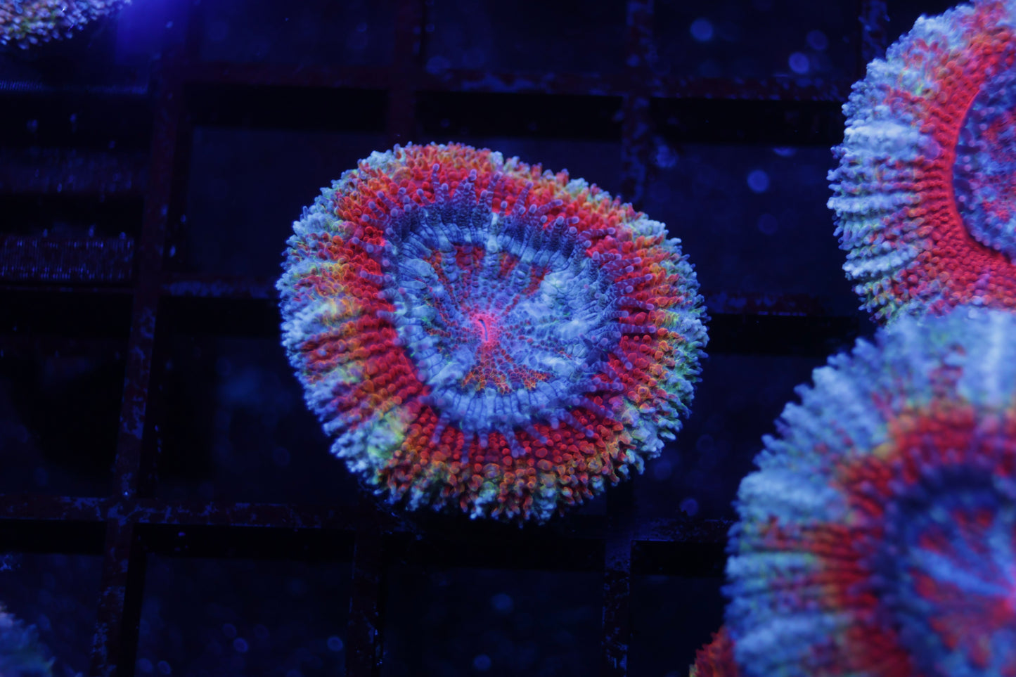 Rainbow Aussie Acan