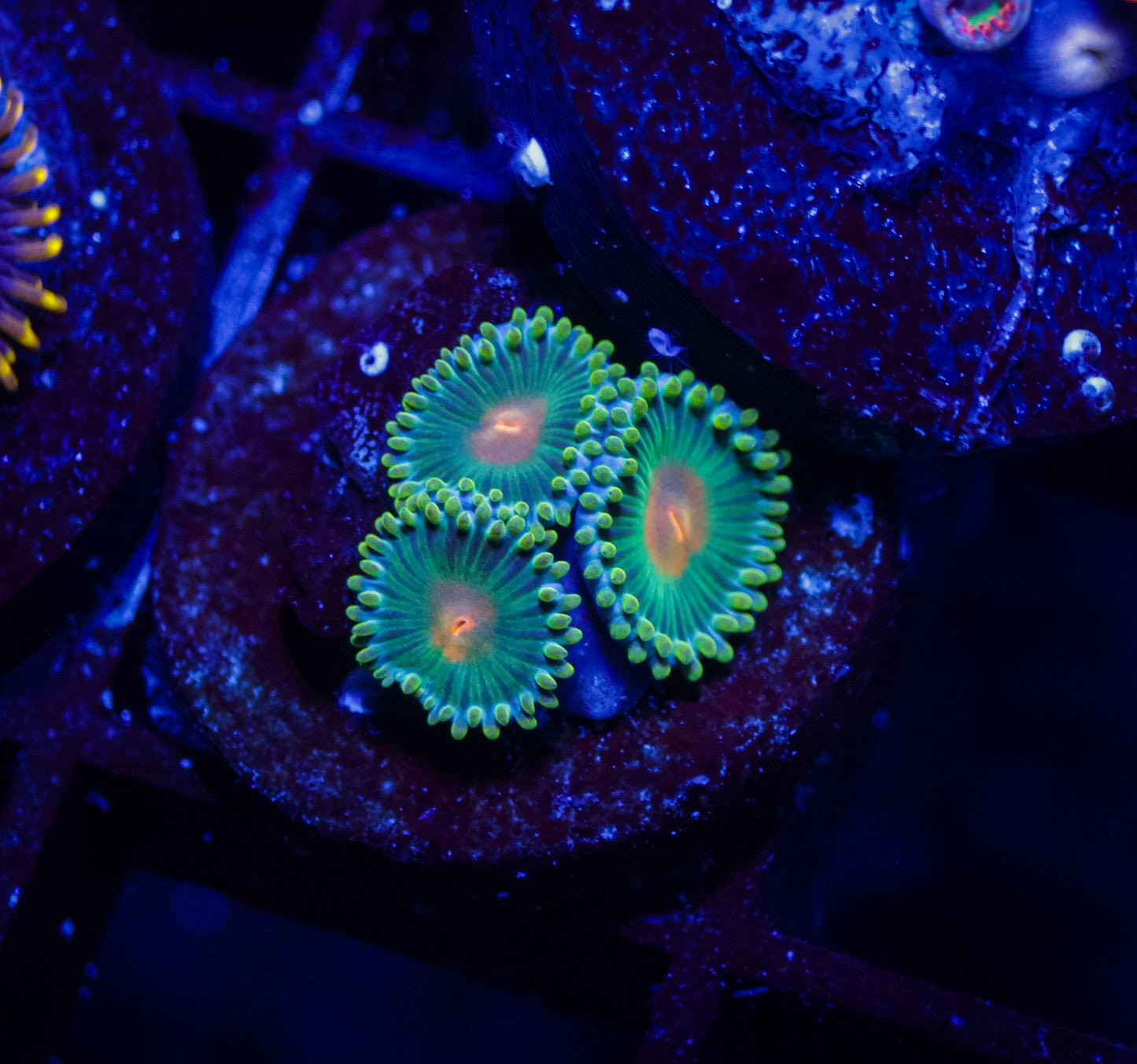Green Bay Packers Zoas