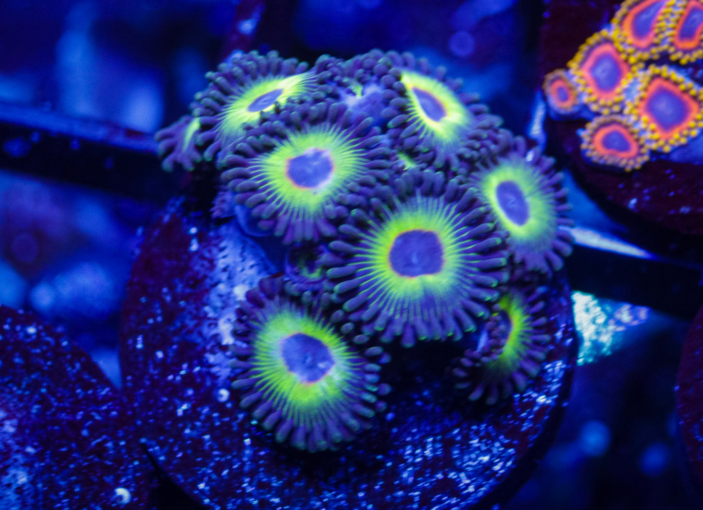 Bob Marley Zoas