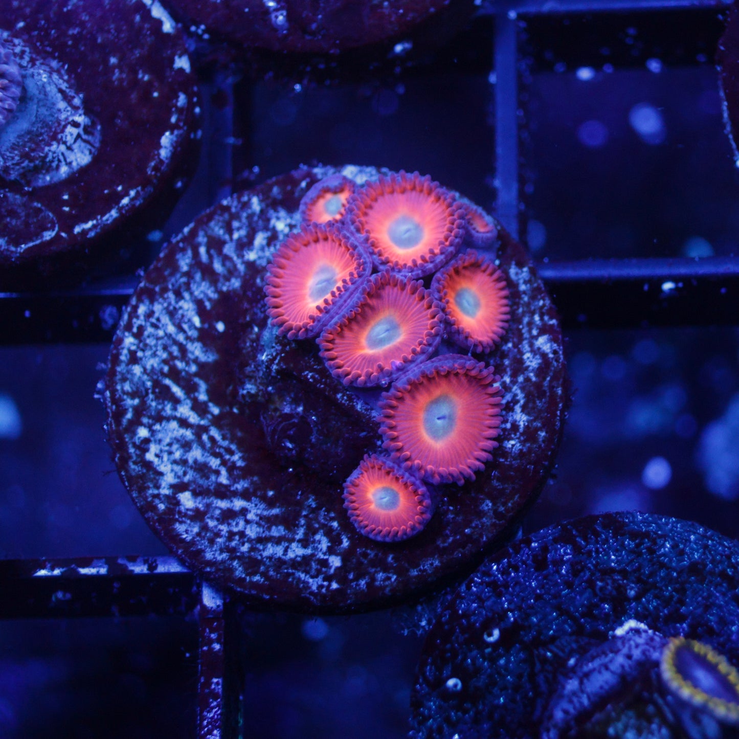 ECC Charmander Zoas