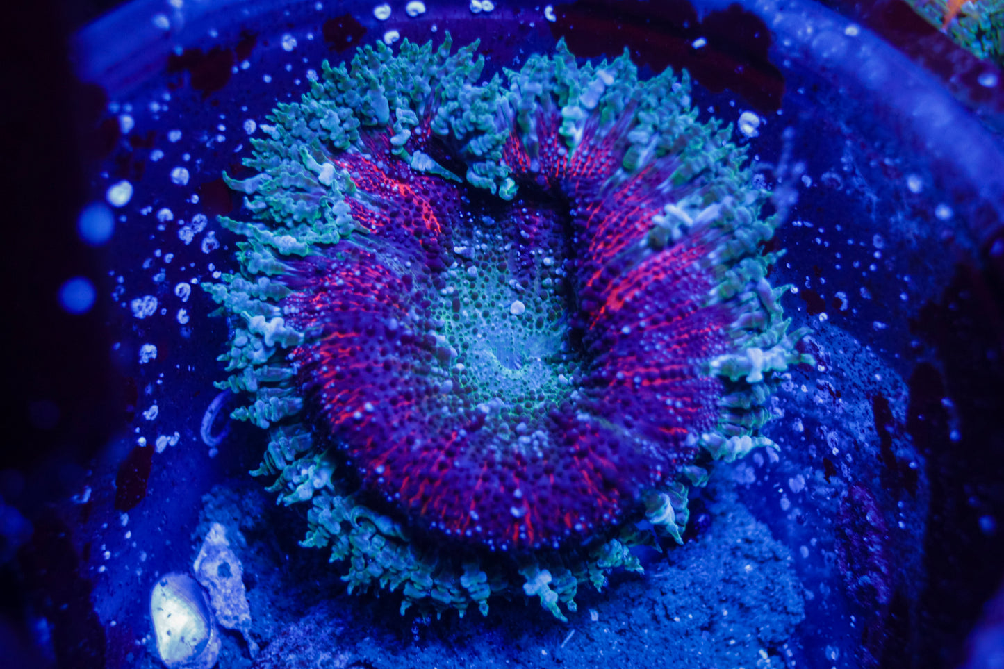Rainbow Rock Flower Anemone