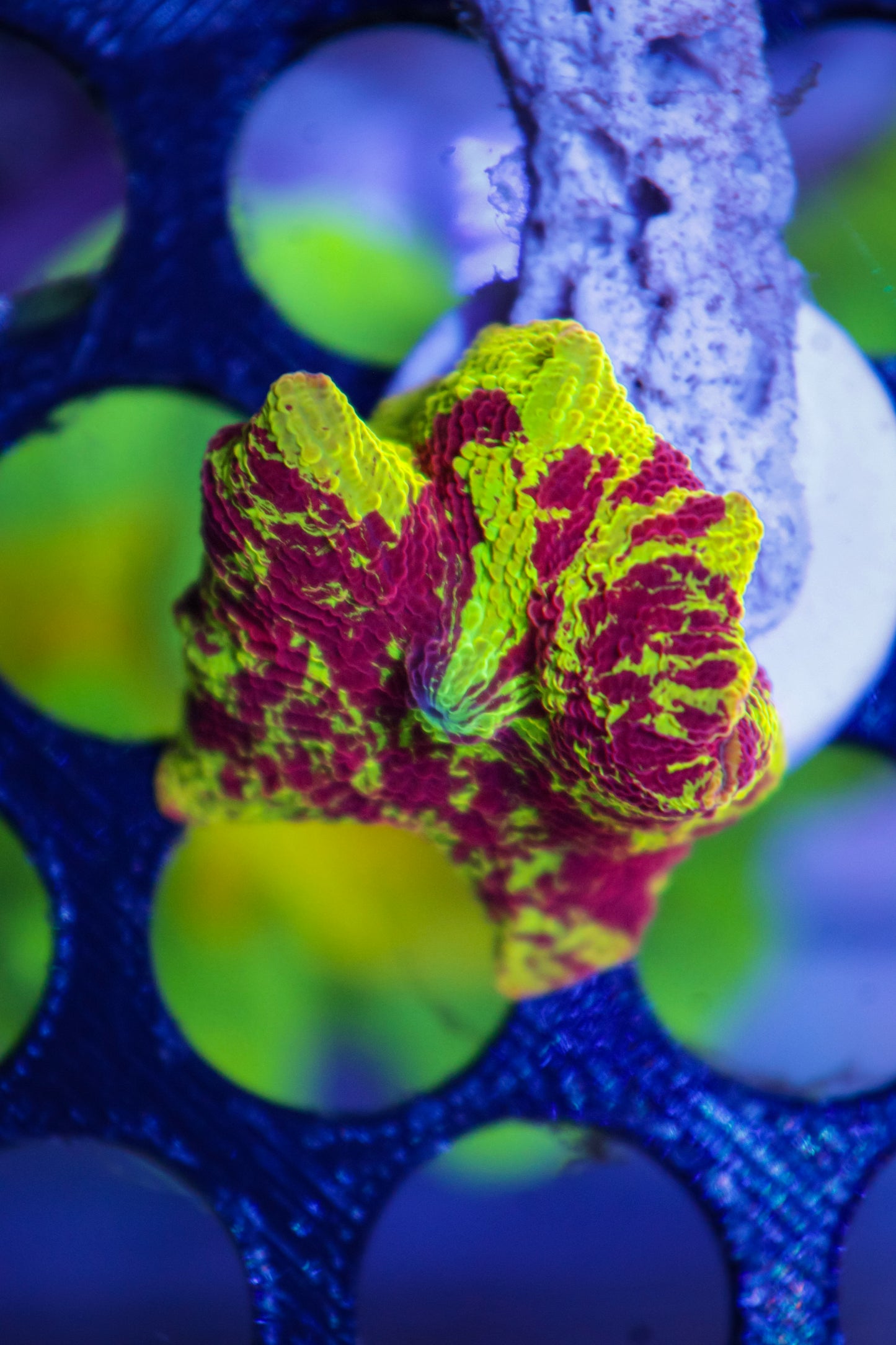 Electus Jawbreaker Mushroom