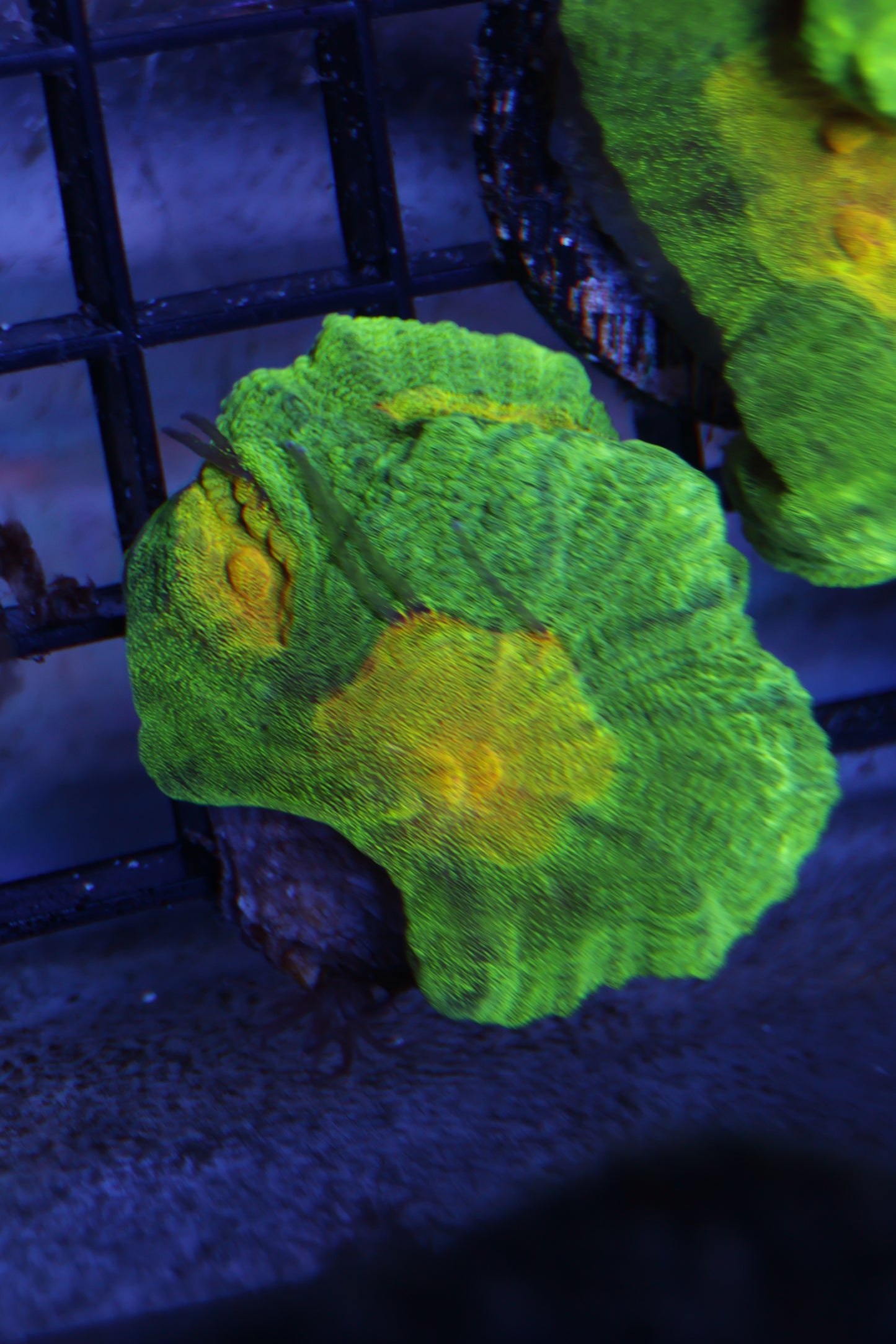 Space Invader Pectinia