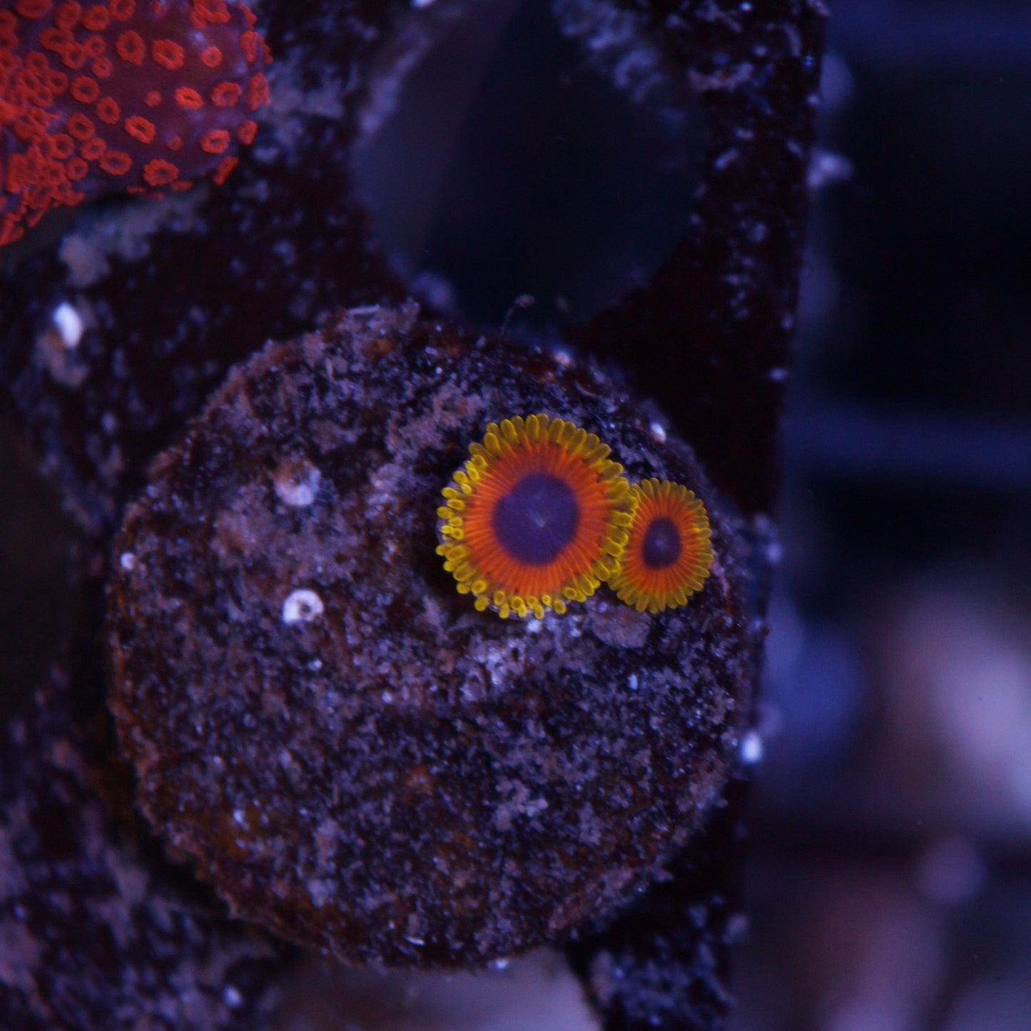 Great Owl Zoas