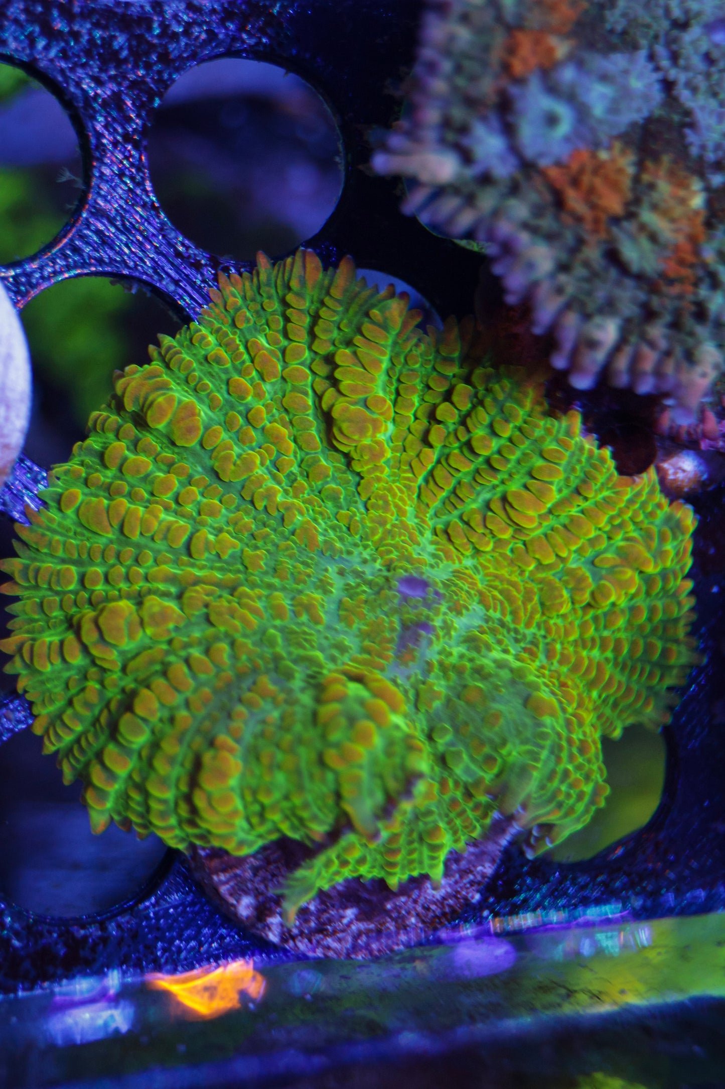 Tequila Sunrise Mushroom