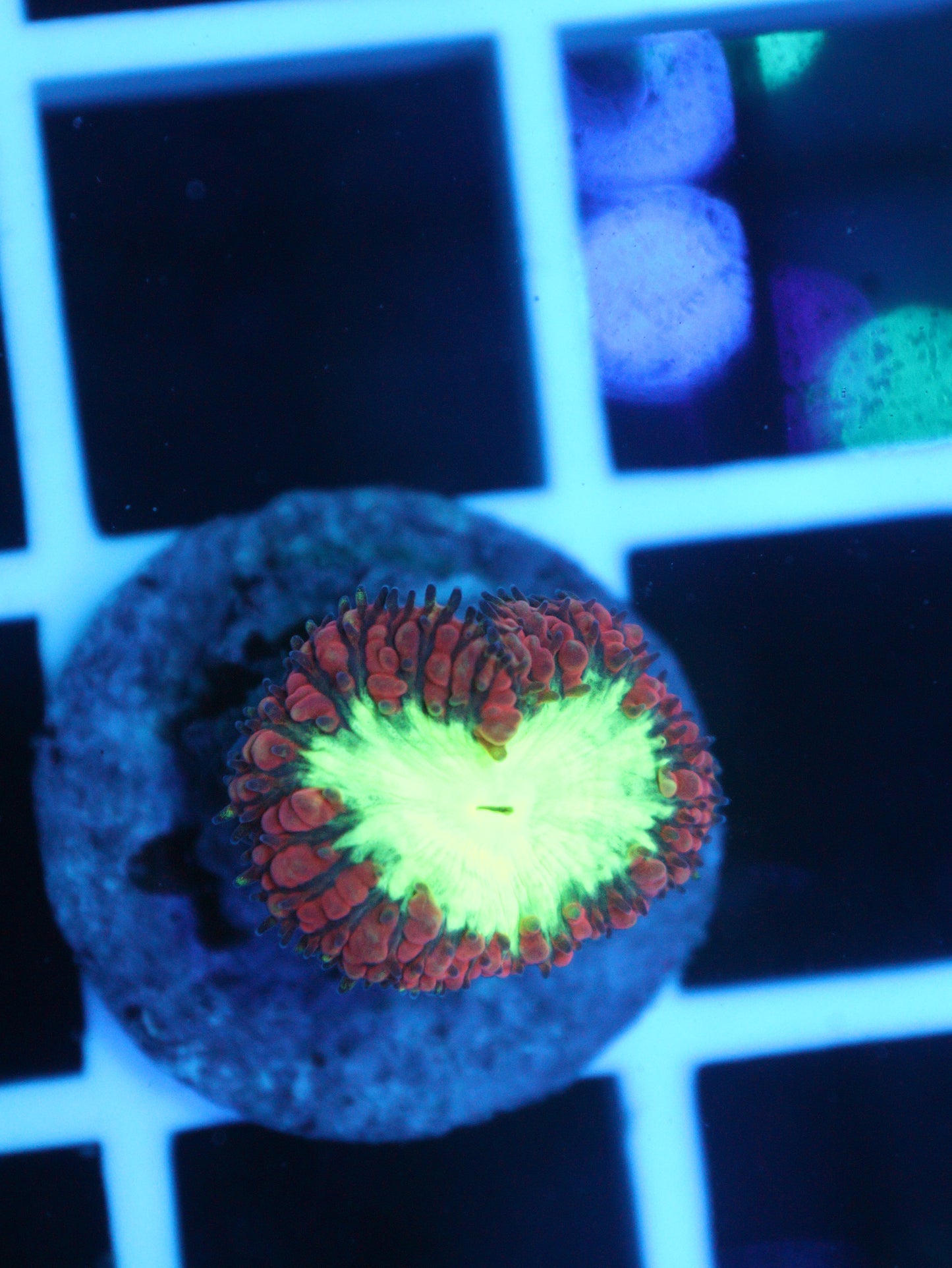 Red & Green Blastomussa #2