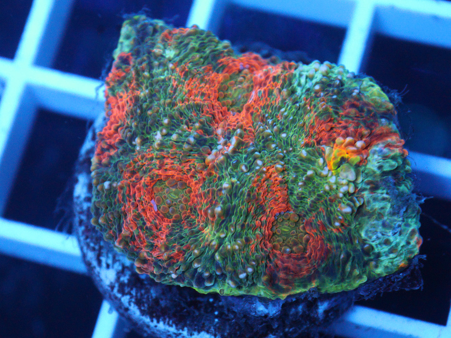Rainbow Acan Echinata