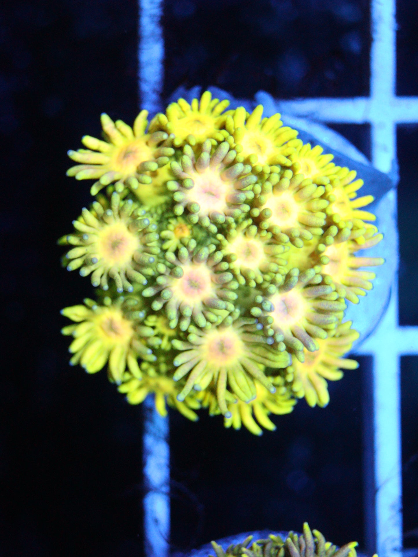 GONIOPORA