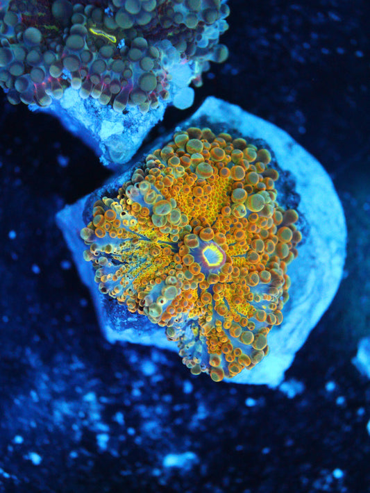 GS Scorched Earth Yuma coral frag – live coral frag | Gem State Corals