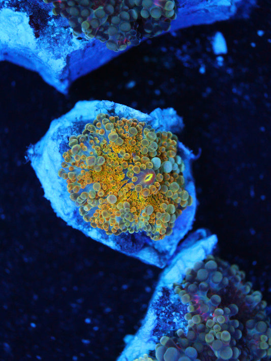 GS Scorched Earth Yuma coral frag – live coral frag | Gem State Corals