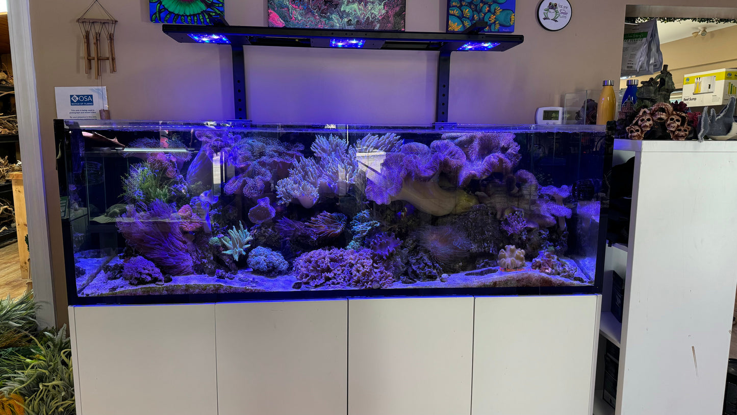 nan coral frag – live coral frag | Gem State Corals