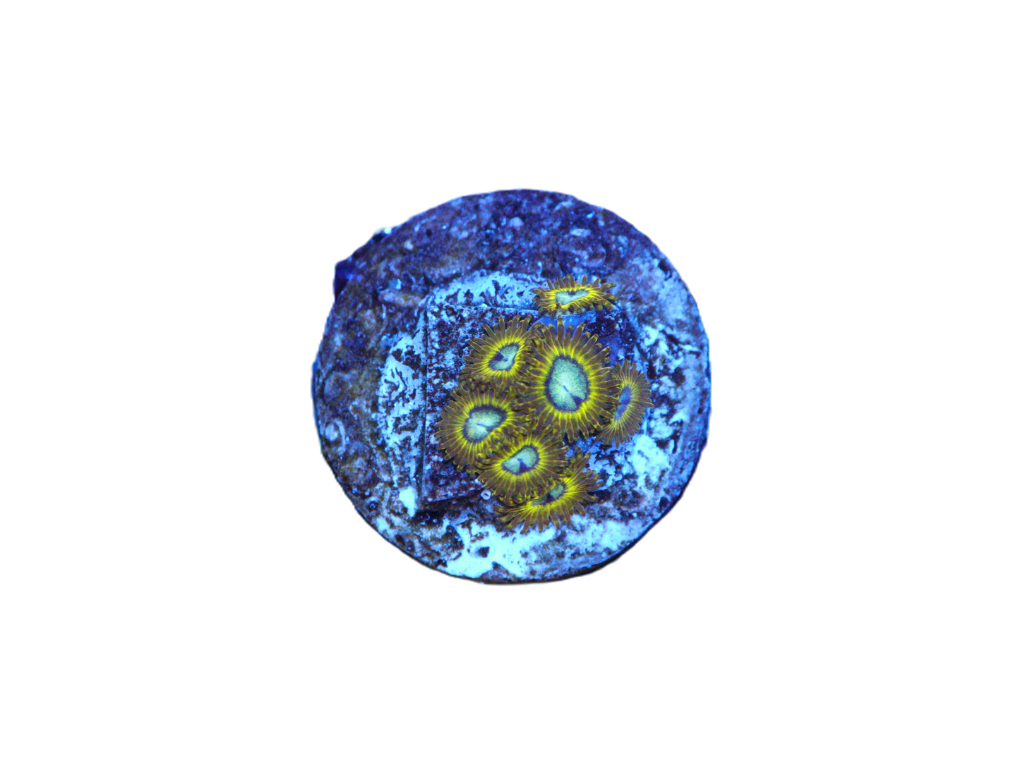 Close‑up of GS Pikachu Zoas coral frag with natural reef coloration