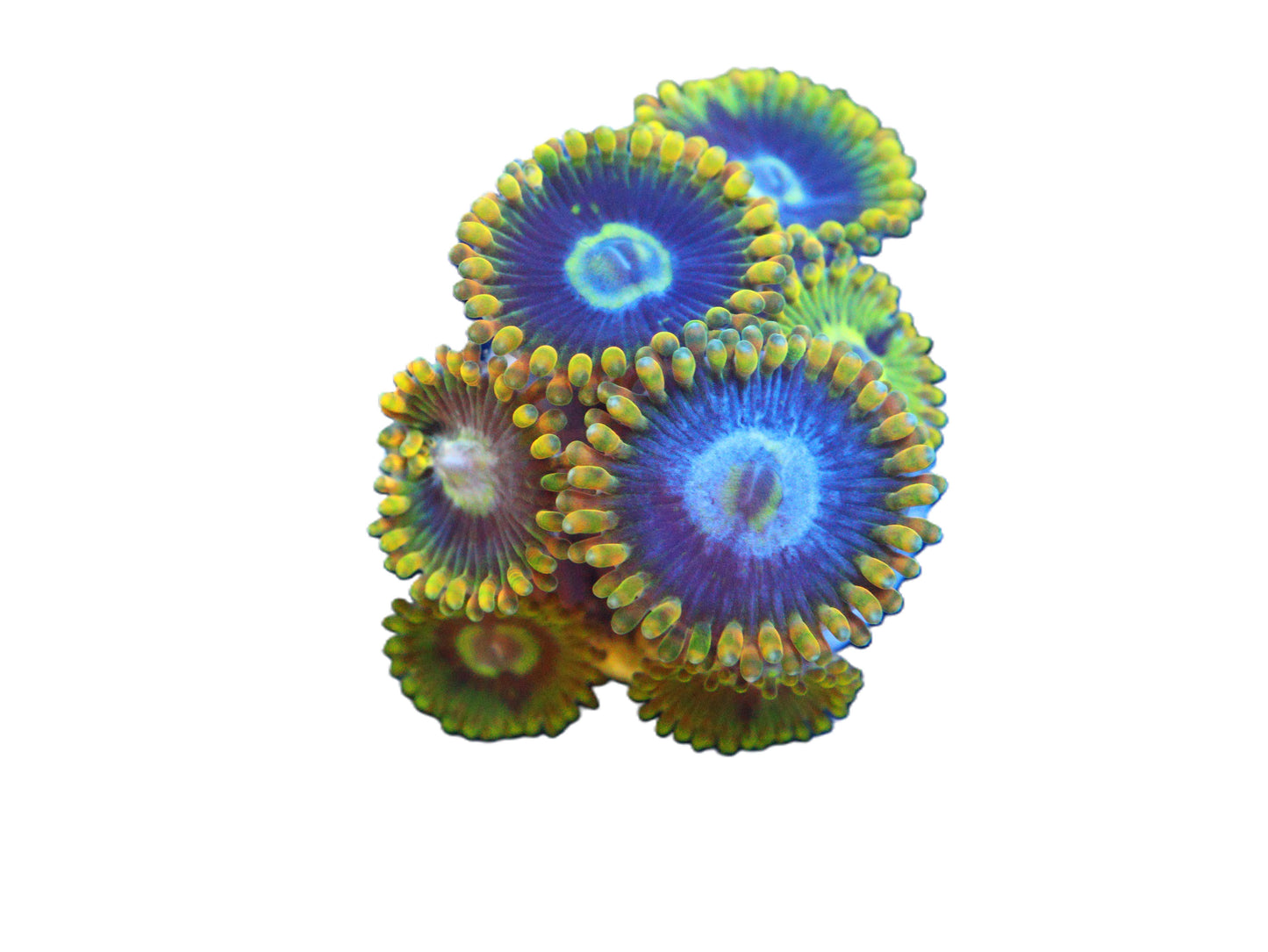 Close‑up of GS Rainbow Yoda Zoas coral frag with natural reef coloration