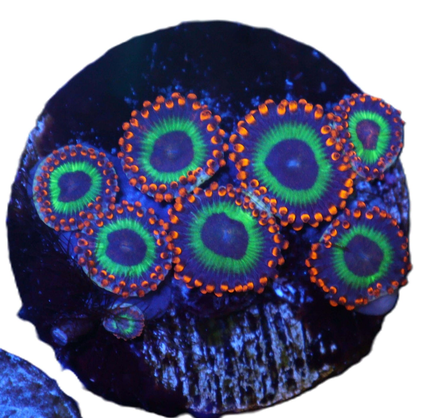 Emeralds On Fire Zoas coral frag – Zoanthid zoa coral | Gem State Corals