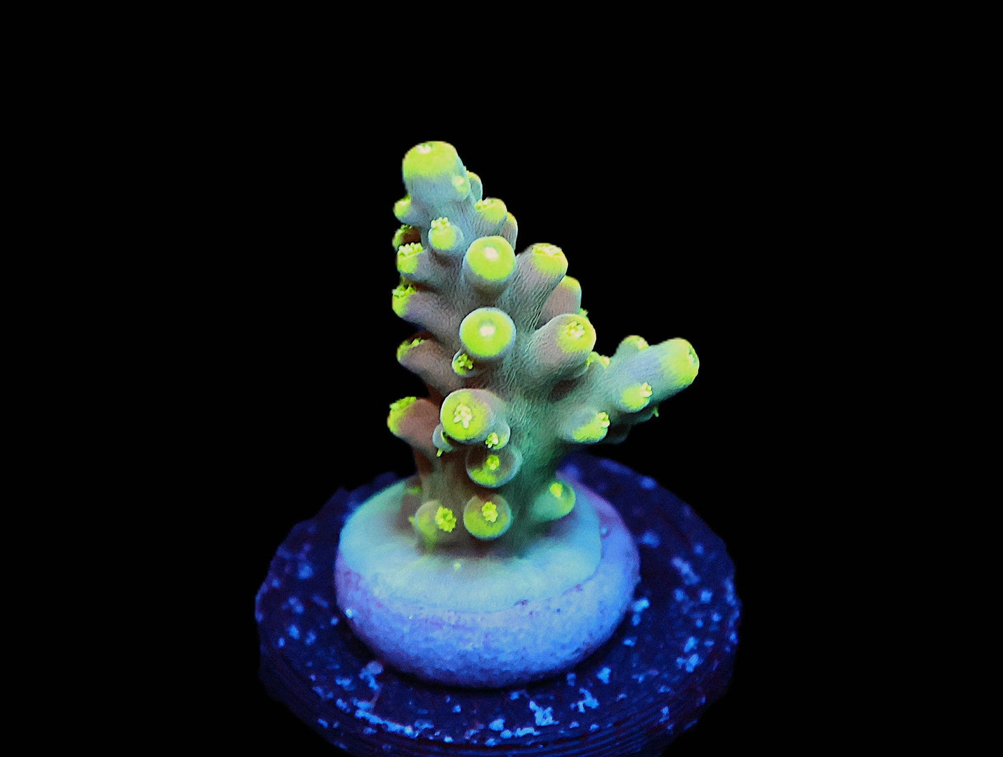 GS Mic Drop Acro coral frag – SPS coral | Gem State Corals