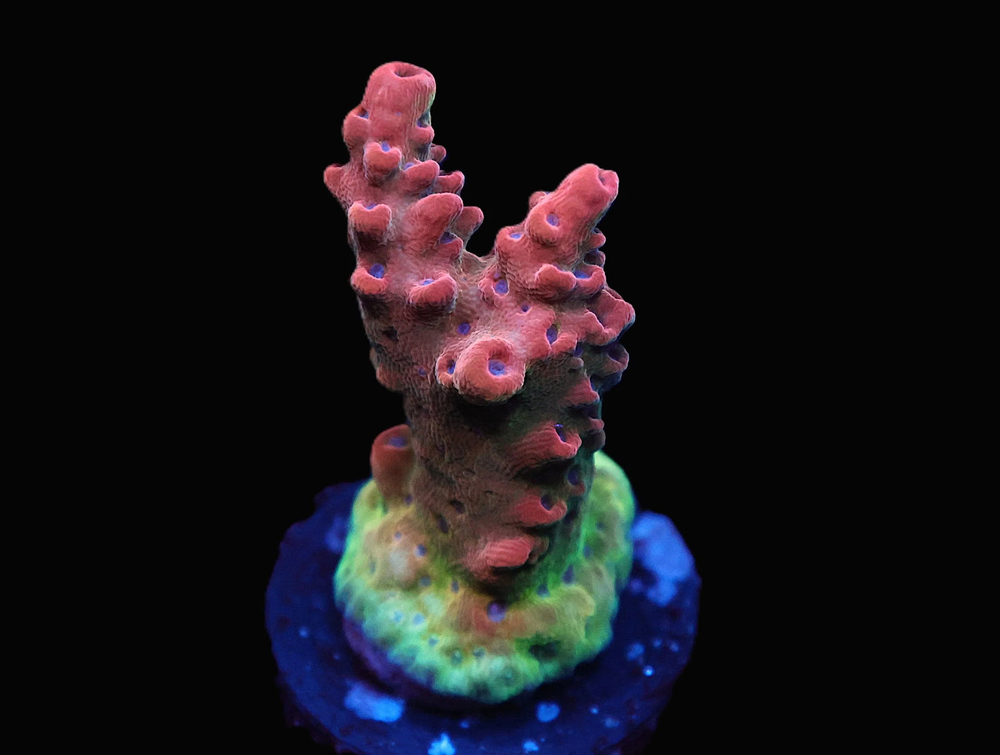 TGC Crazy Eyes Acro coral frag – SPS coral | Gem State Corals