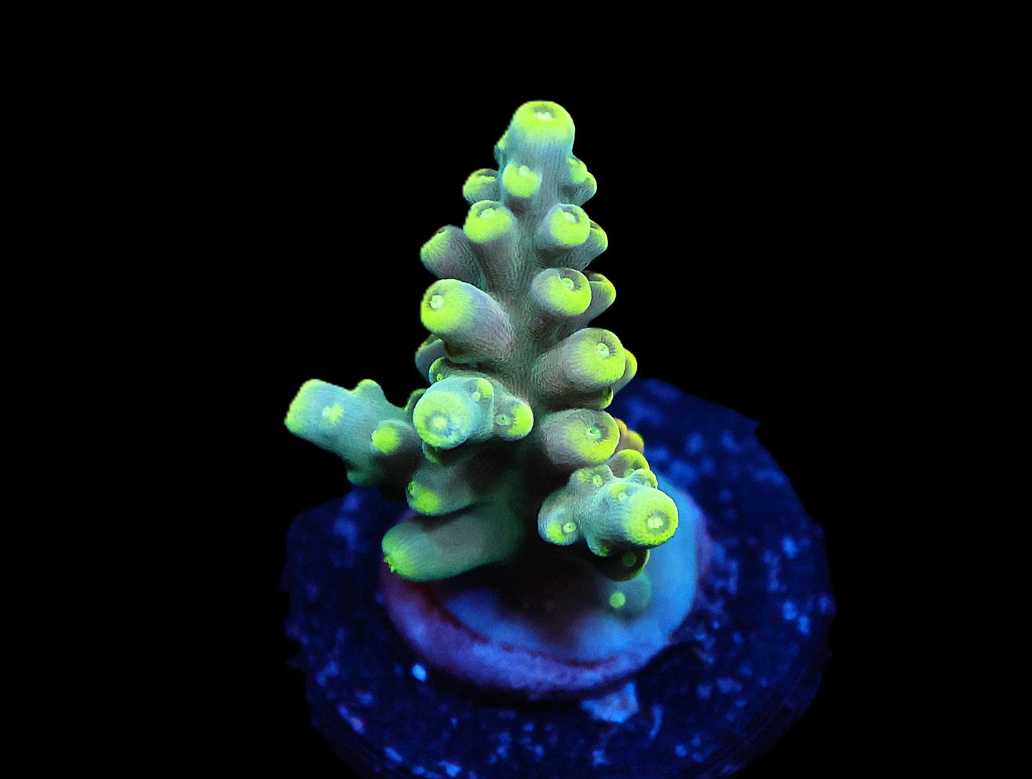 GS Mic Drop Acro coral frag – SPS coral | Gem State Corals