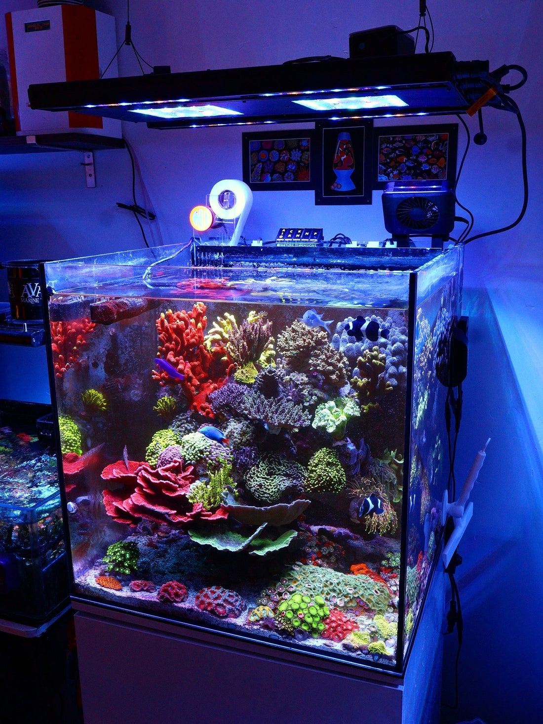 Coral Nutrition